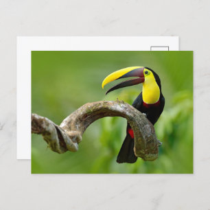 Carte Postale Toucan assis sur la branche dans la forêt