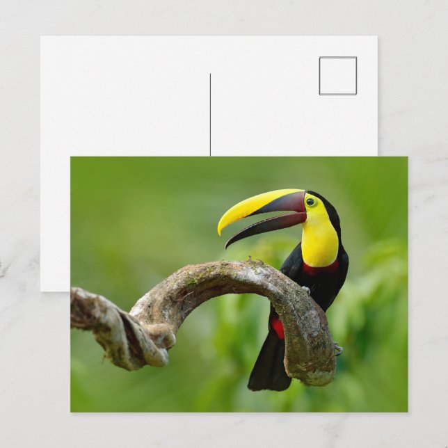 Carte Postale Toucan assis sur la branche dans la forêt (Devant / Derrière)