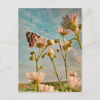 Carte Postale Touche de poussière magique d'Oz