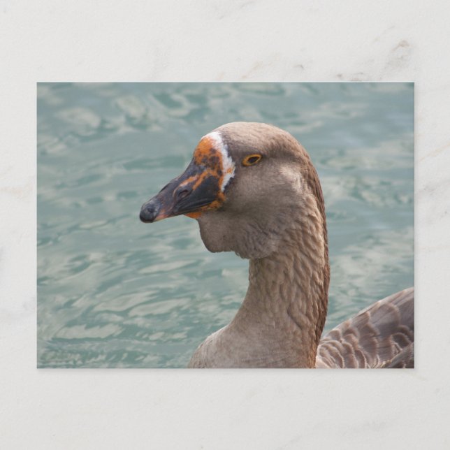 Carte Postale Toulouse Goose (Devant)