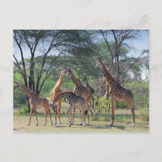 Carte Postale Tour des Girafes