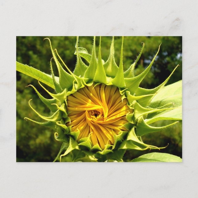 Carte Postale Tourbillon de tournesol (Devant)