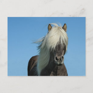Carte Postale Tourisme Iceland Horse