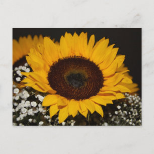 Carte Postale Tournesol