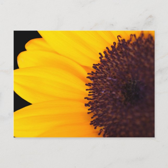 Carte Postale Tournesol (Devant)