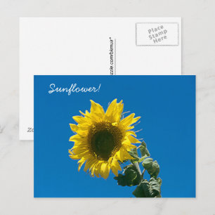 Carte postale - Tournesol !