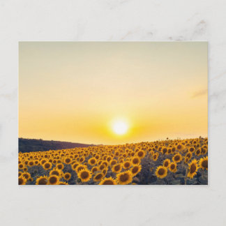 Carte Postale Tournesol