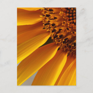 Carte Postale Tournesol