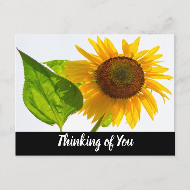 Carte Postale Tournesol (Devant)
