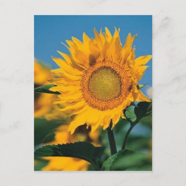 Carte Postale Tournesol (Devant)