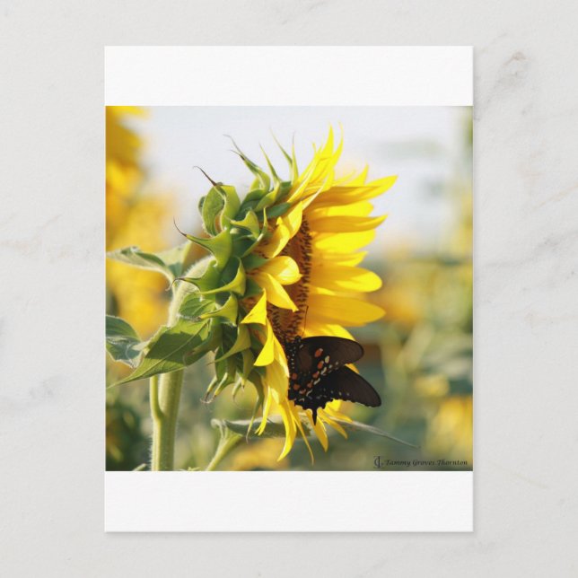 Carte Postale Tournesol (Devant)