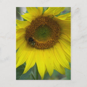 Carte Postale tournesol