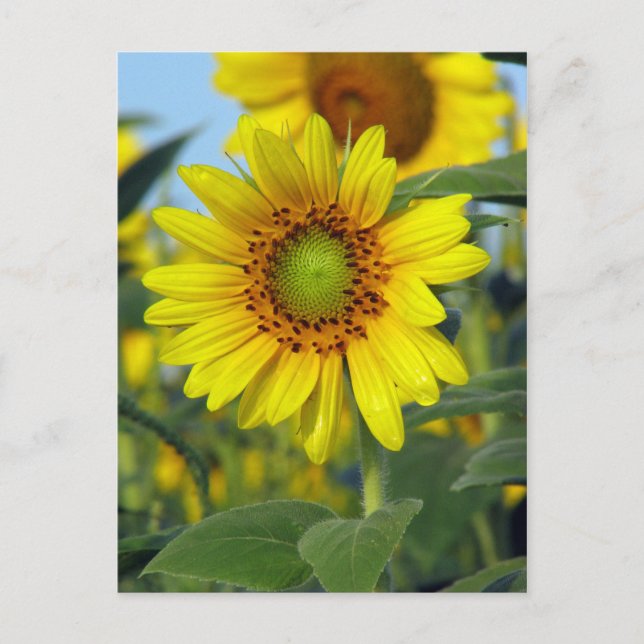 Carte Postale Tournesol (Devant)