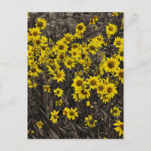 Carte Postale Tournesol