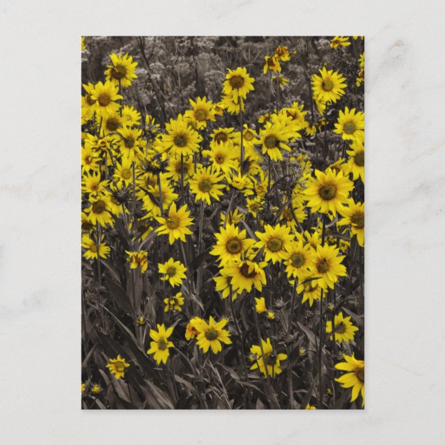 Carte Postale Tournesol (Devant)