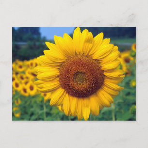 Carte Postale Tournesol