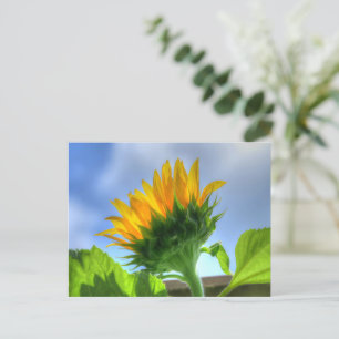 Carte Postale Tournesol