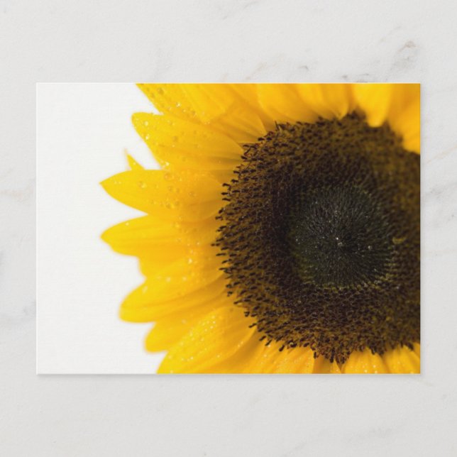 Carte Postale tournesol (Devant)