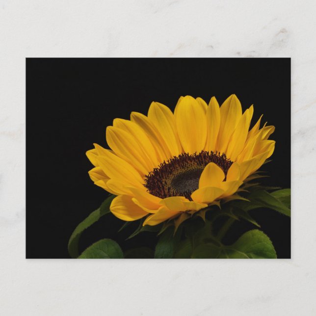 Carte Postale Tournesol (Devant)