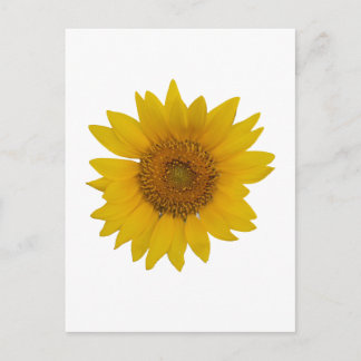 Carte Postale Tournesol