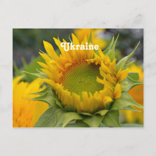 Carte Postale Tournesol