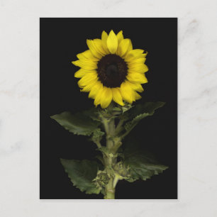 Carte Postale Tournesol 11