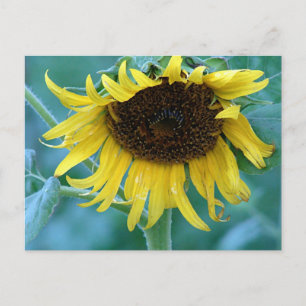 Carte Postale Tournesol 2