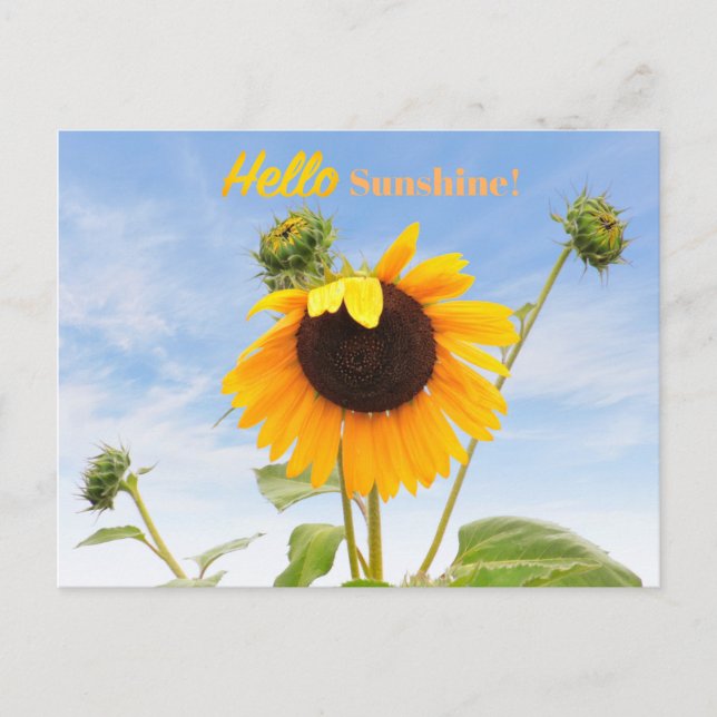 Carte postale tournesol agitant (Devant)
