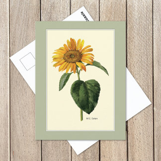 Carte Postale Tournesol British Botanical Illustration