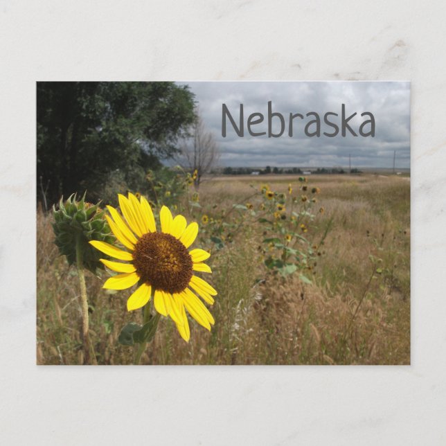 Carte Postale Tournesol, Ciel orageux, Paysage du Nebraska occid (Devant)
