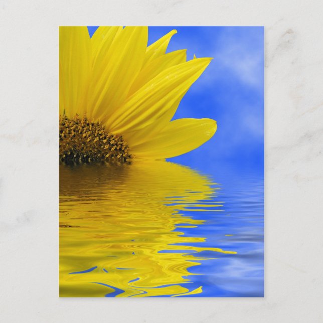 Carte Postale Tournesol dans l'eau (Devant)