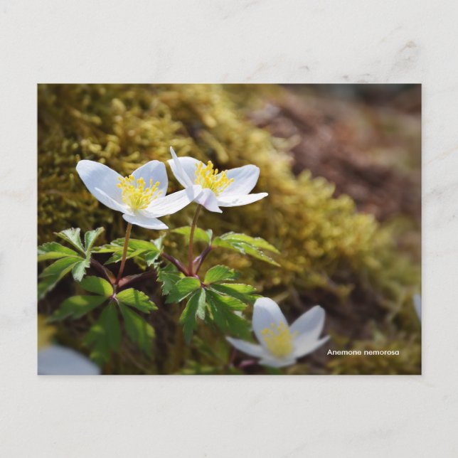 Carte Postale Tournesol de nemone (Devant)