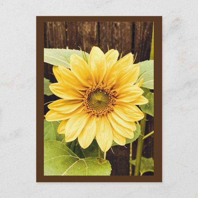 Carte postale Tournesol d'or (Devant)