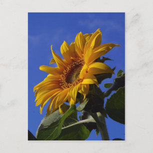 Carte Postale Tournesol doré