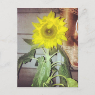 Carte Postale #tournesol en fleurs