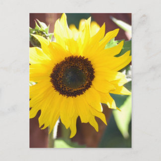 Carte Postale Tournesol en pleine floraison