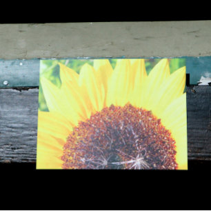 Carte Postale Tournesol Ensoleillé