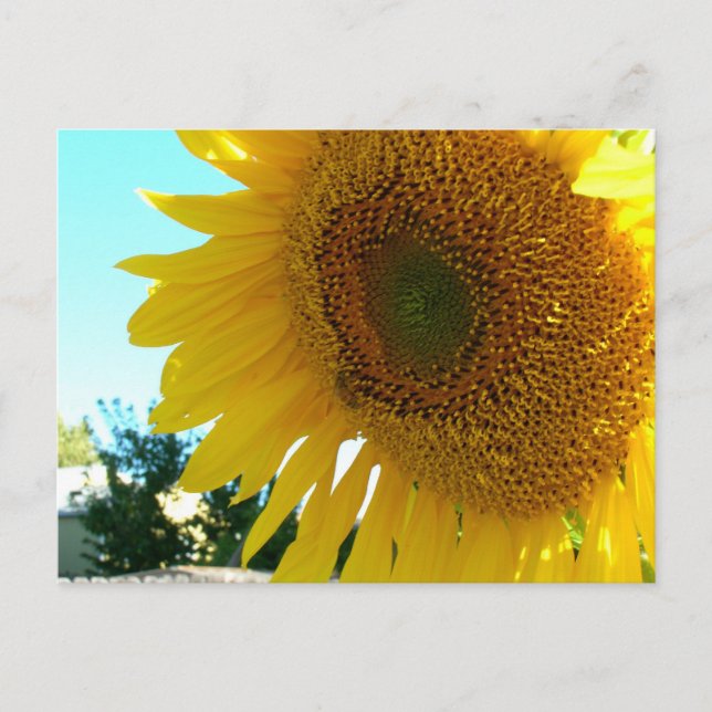 Carte postale - Tournesol et abeille (Devant)