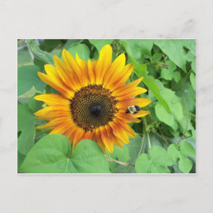 Carte Postale Tournesol et bourdon