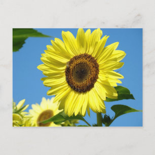 CARTE POSTALE TOURNESOL Fleurs d'été