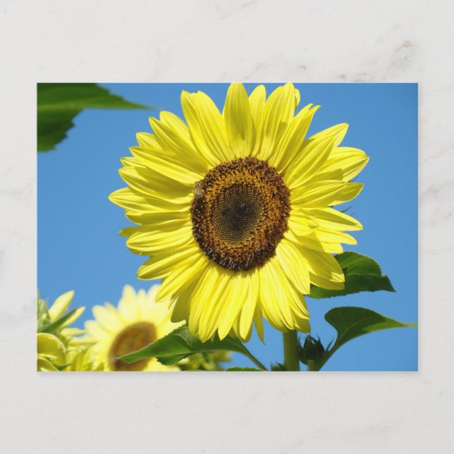 CARTE POSTALE TOURNESOL Fleurs d'été (Devant)