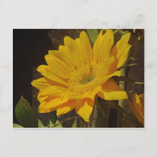 Carte Postale Tournesol jaune