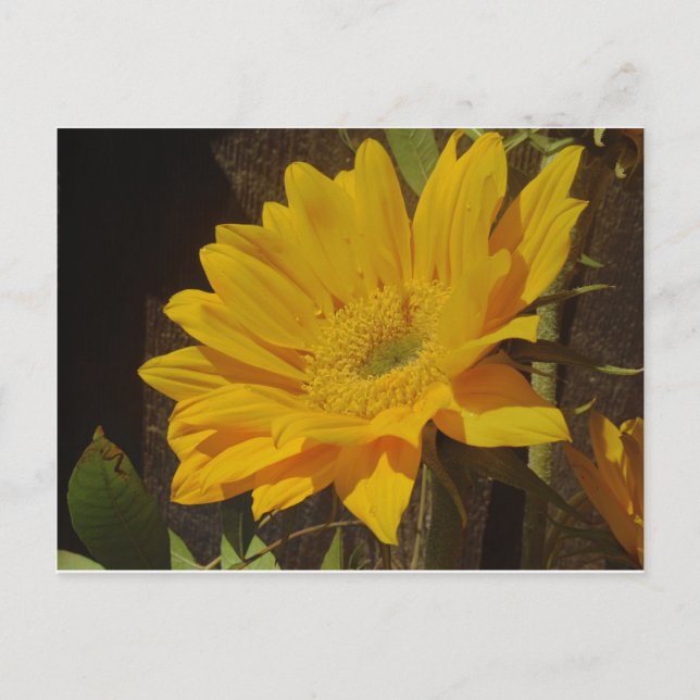 Carte Postale Tournesol jaune (Devant)