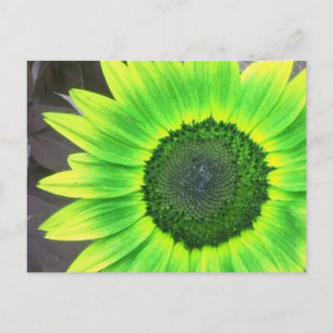 Carte Postale Tournesol jaune et vert 
