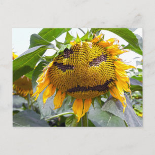 Carte Postale Tournesol moyen
