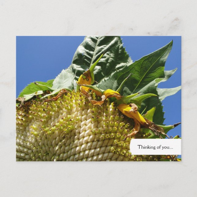 Carte postale Tournesol personnalisable (Devant)