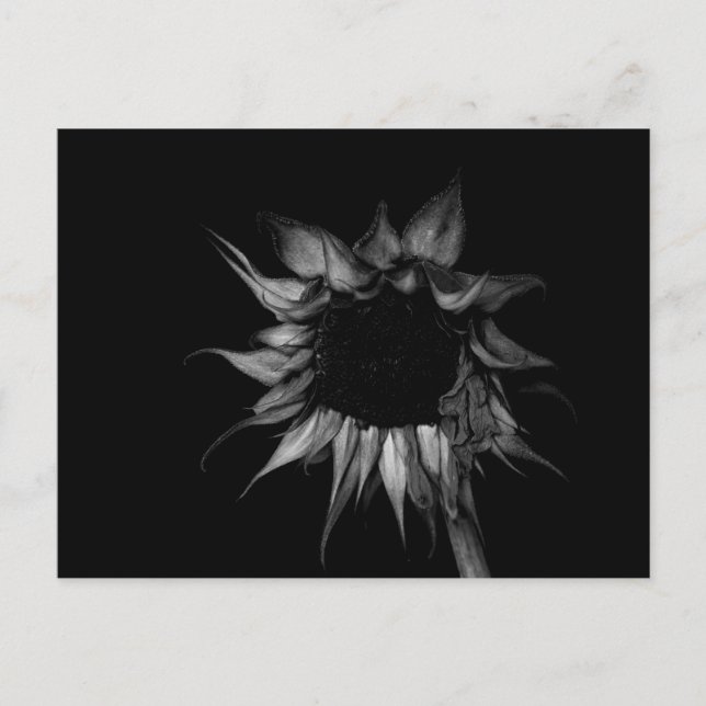Carte Postale Tournesol - Photographie d'art (Devant)
