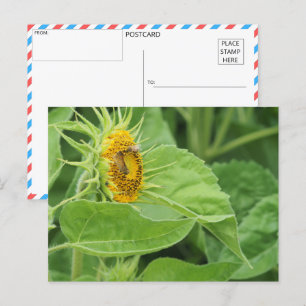 Carte Postale Tournesol pollinisant les abeilles