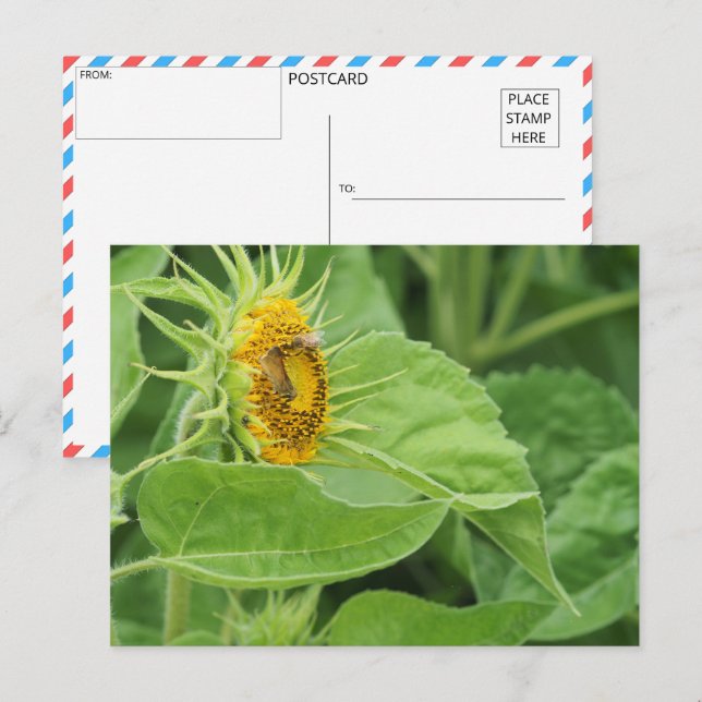 Carte Postale Tournesol pollinisant les abeilles (Devant / Derrière)