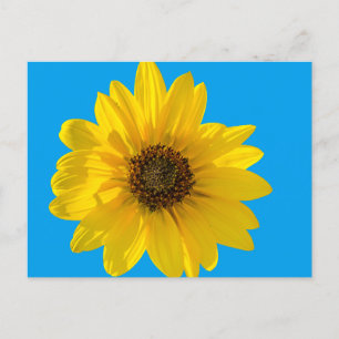 Carte Postale Tournesol rétroéclairé (Helianthus)